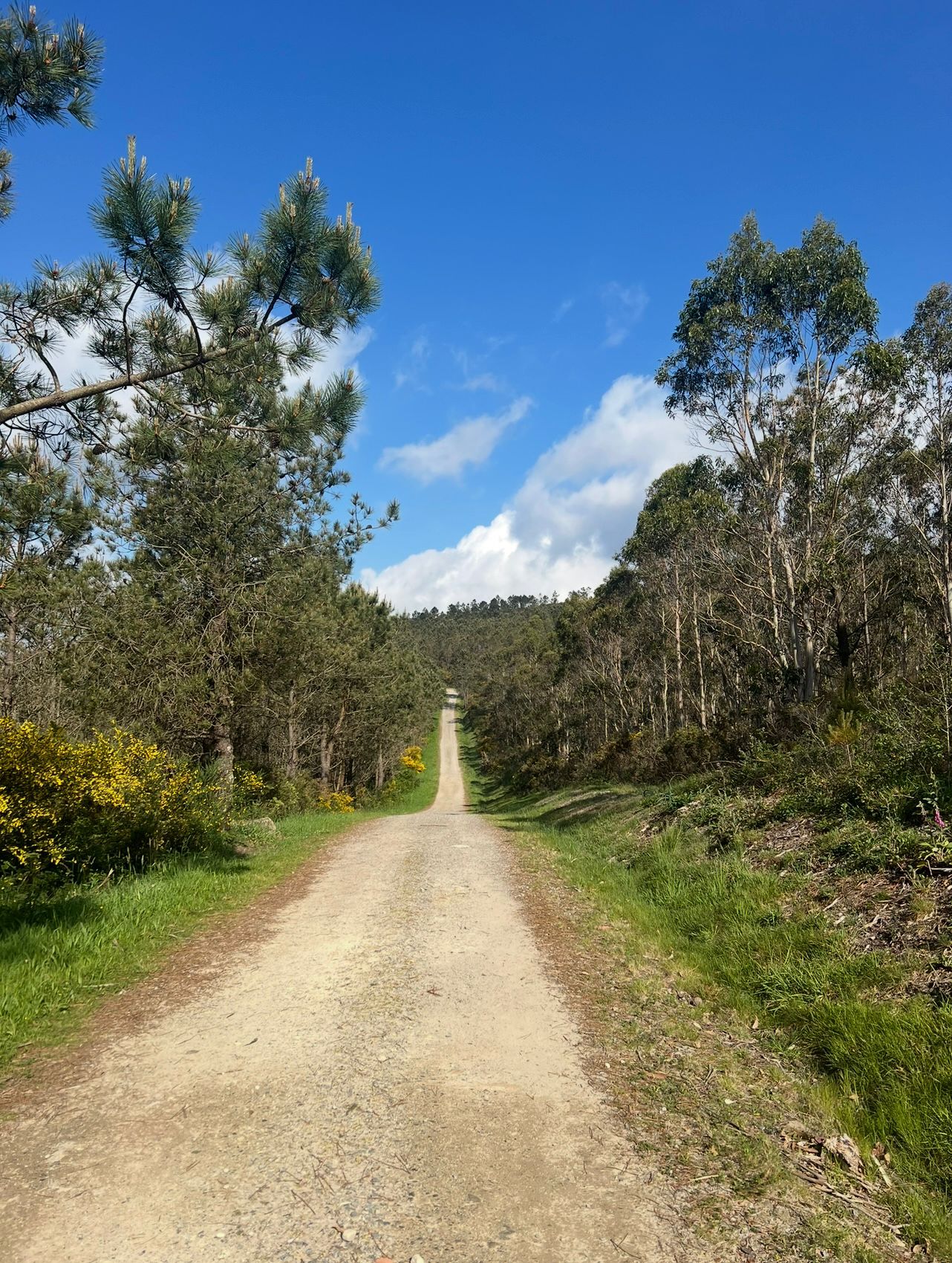 Camino de Estrellas — sendero del Camino de Santiago entre pinos y eucaliptos